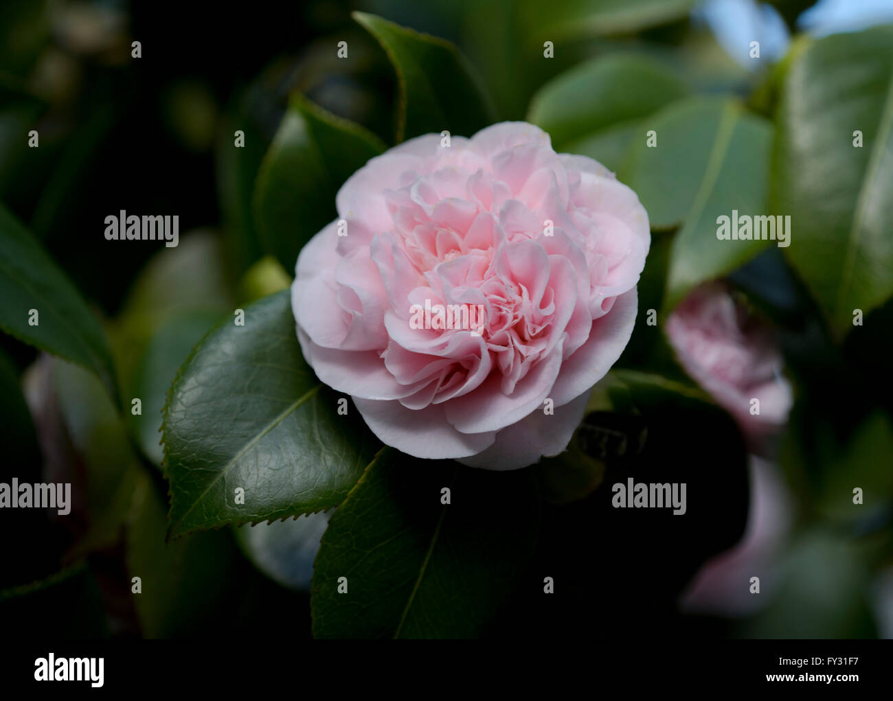 Camellia japonica 'debutante' hi-res stock photography and images - Alamy