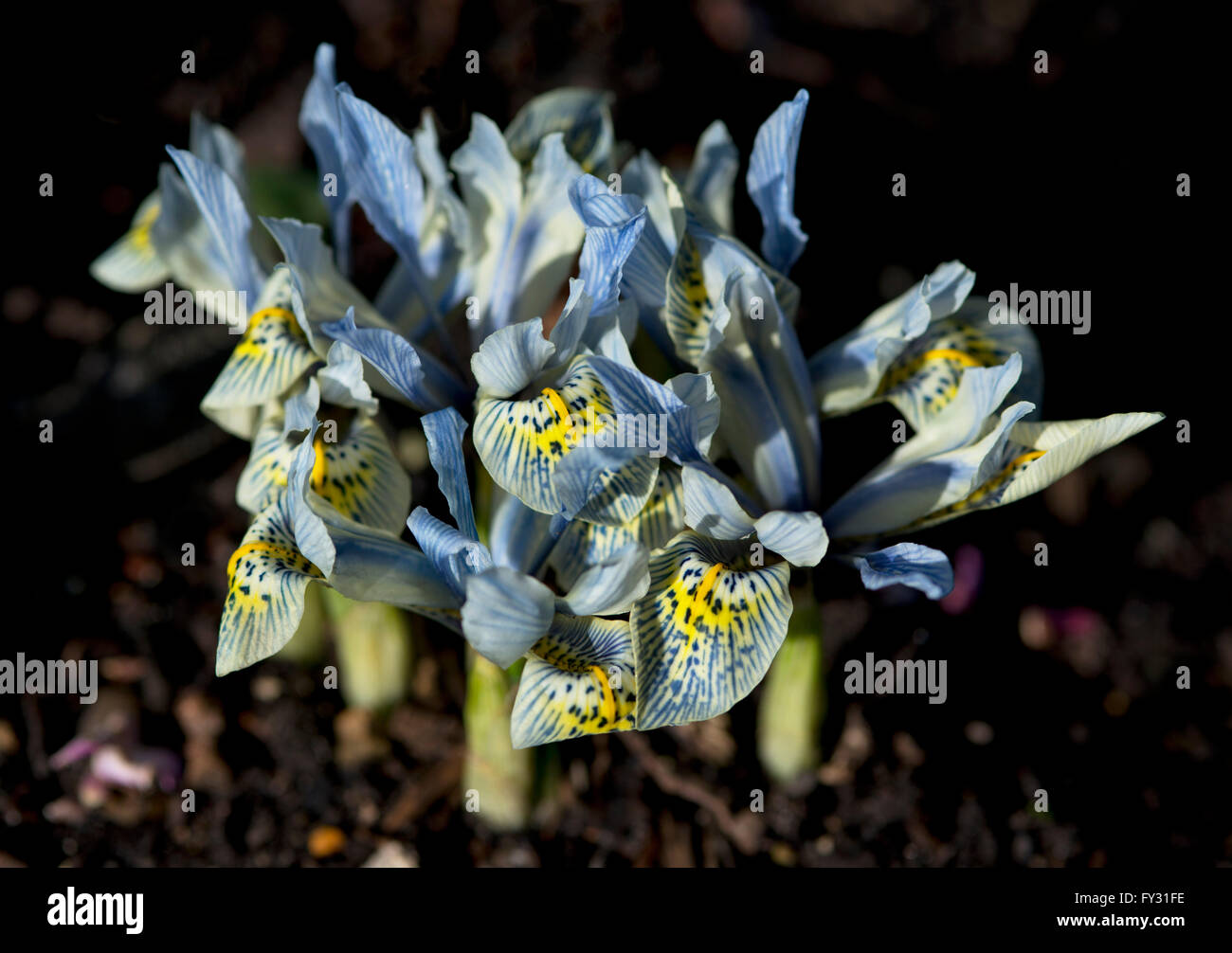 Iris reticulata 'Katharine Hodgkin' at RHS Wisley Garden in February, Surrey, UK Stock Photo