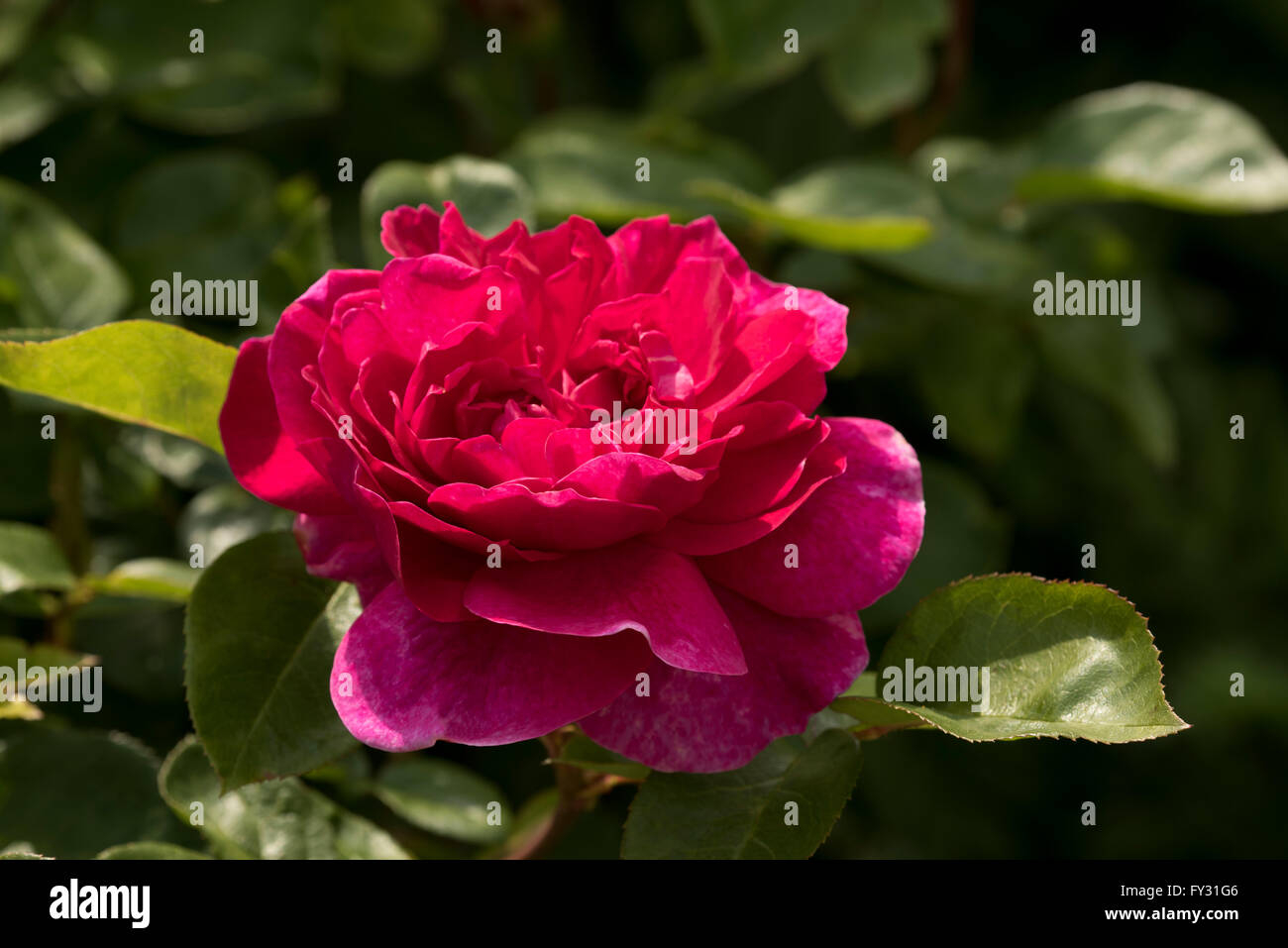 Rosa 'Sophy's Rose Auslot', a deep pink hybrid tea shrub rose in The ...