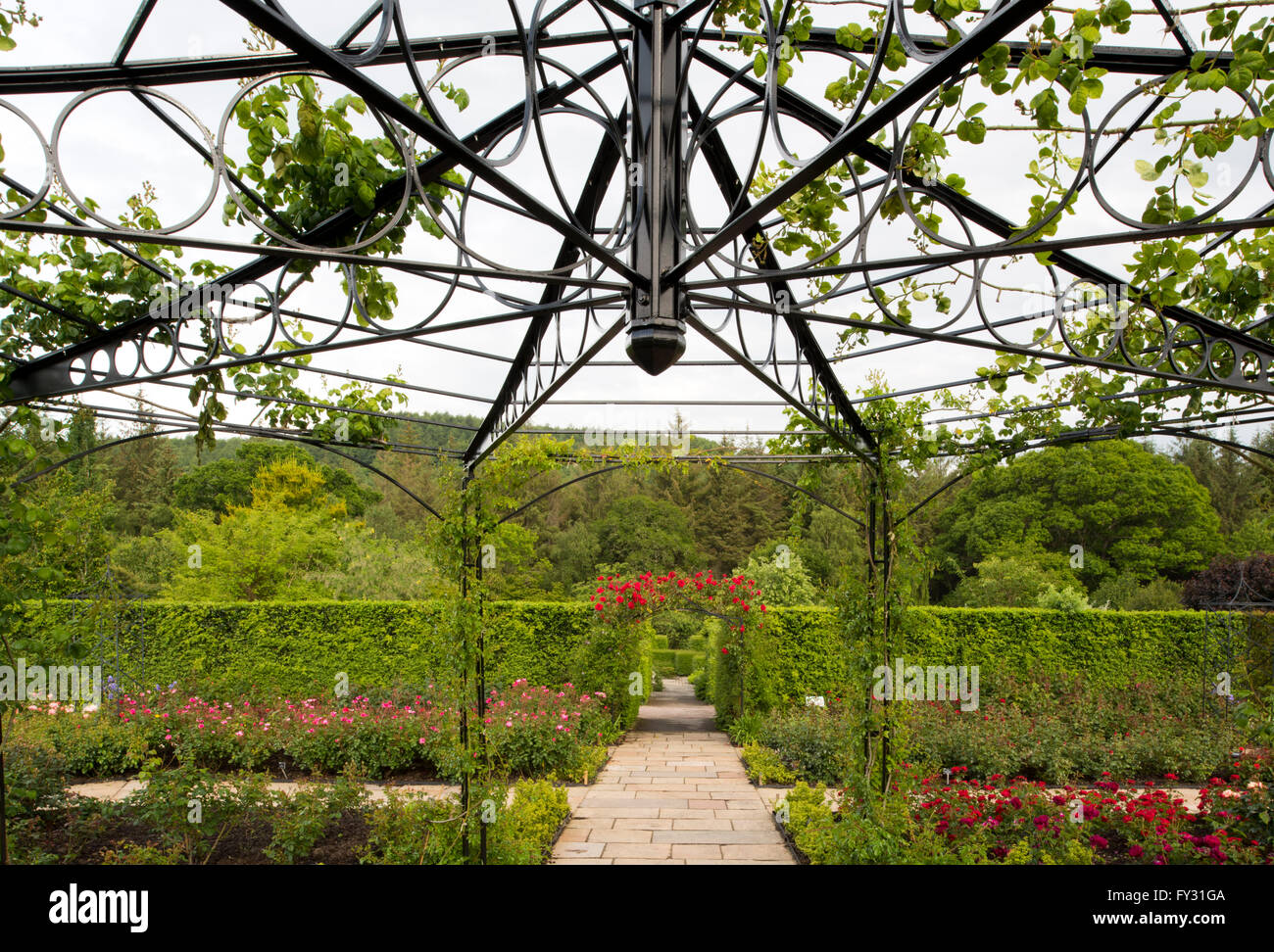 A metal arbour and roses in the Queen Mother's Rose Garden at RHS Rosemoor, Great Torrington, Devon, UK Stock Photo