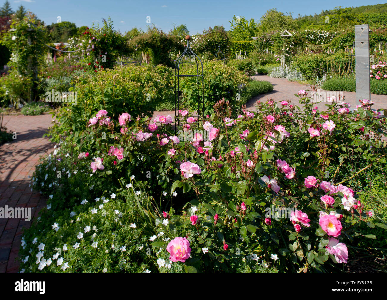 Rosa 'Erfurt' pink roses in the Shrub Rose Garden at RHS Rosemoor, Great Torrington, Devon, UK Stock Photo