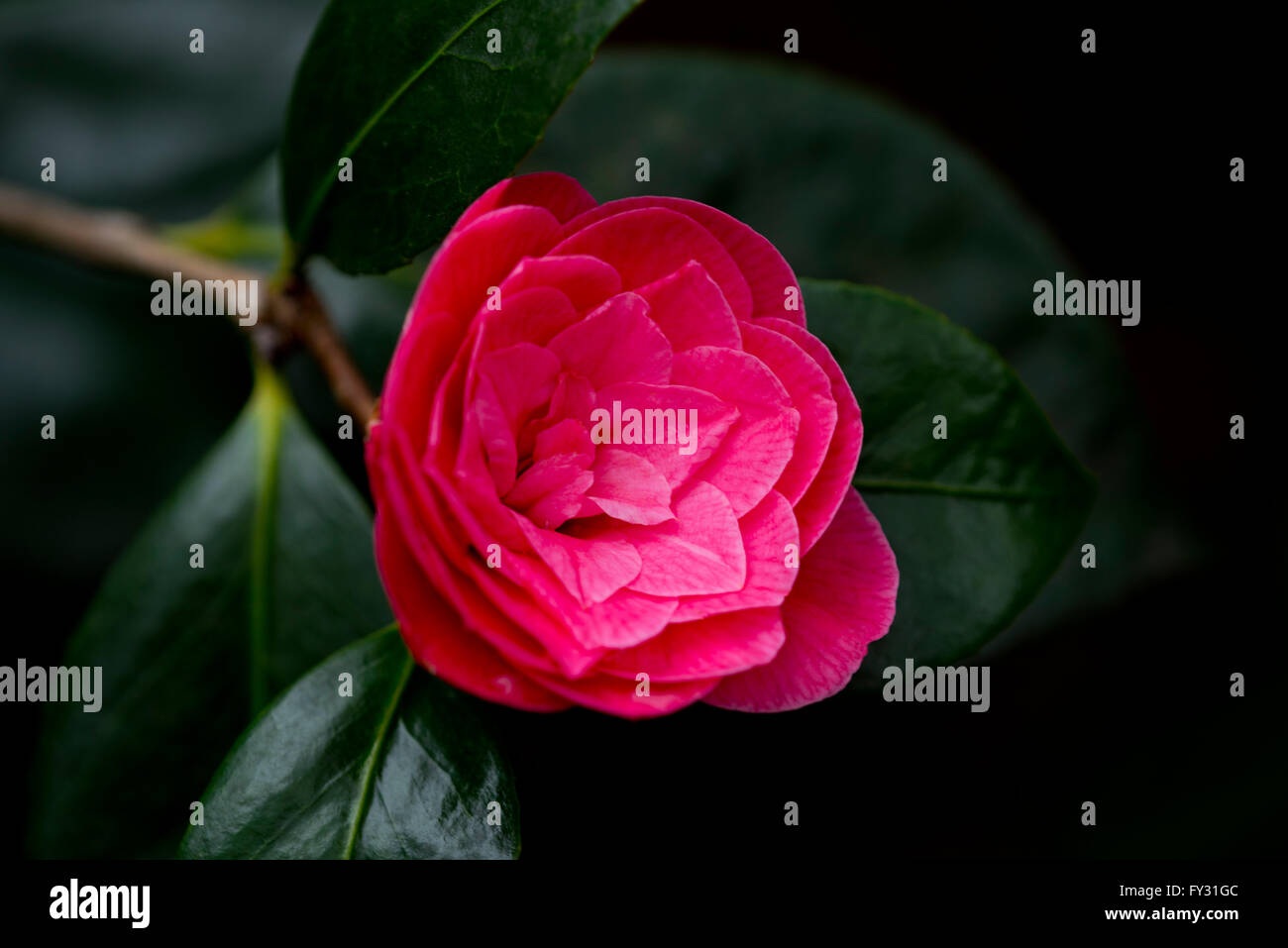 Camellia japonica 'Rubescens Major', red rose form flower in February in the UK. Stock Photo