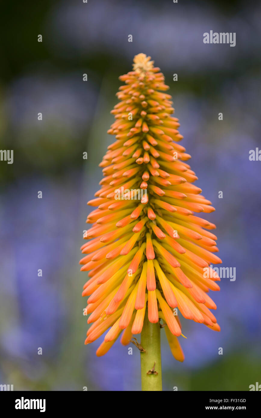 Kniphofia 'Victoria'  with yellow and orange petals in front of agapanthus in the Savill Garden, Surrey, UK Stock Photo
