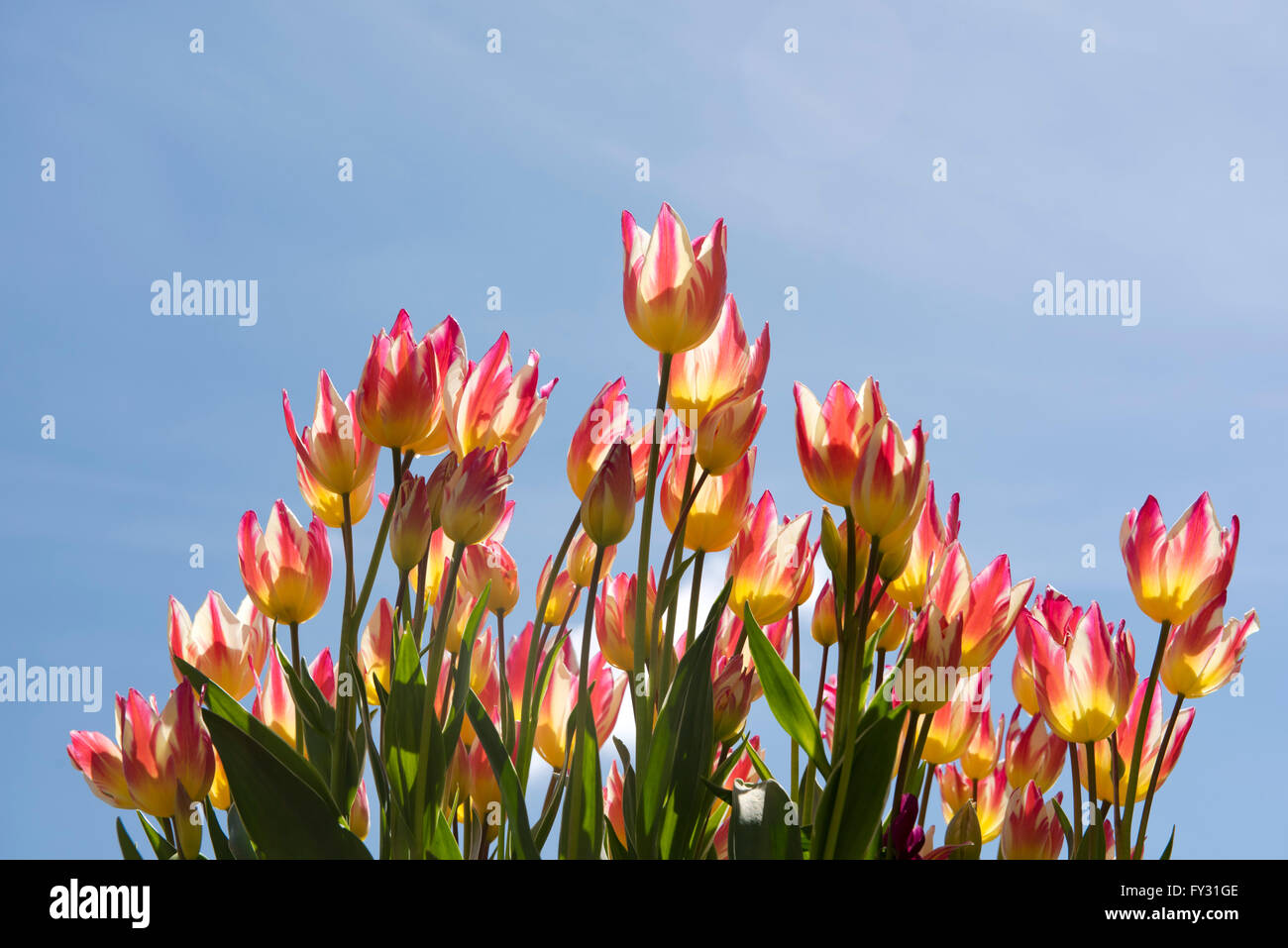 Tulipa 'Tricolette', a yellow and red multiflowered tulip in an urn at Pashley Manor Gardens, Ticehurst, East Sussex, UK Stock Photo