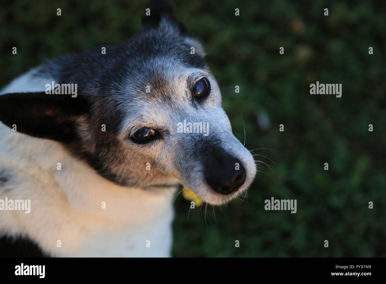 old fox terrier