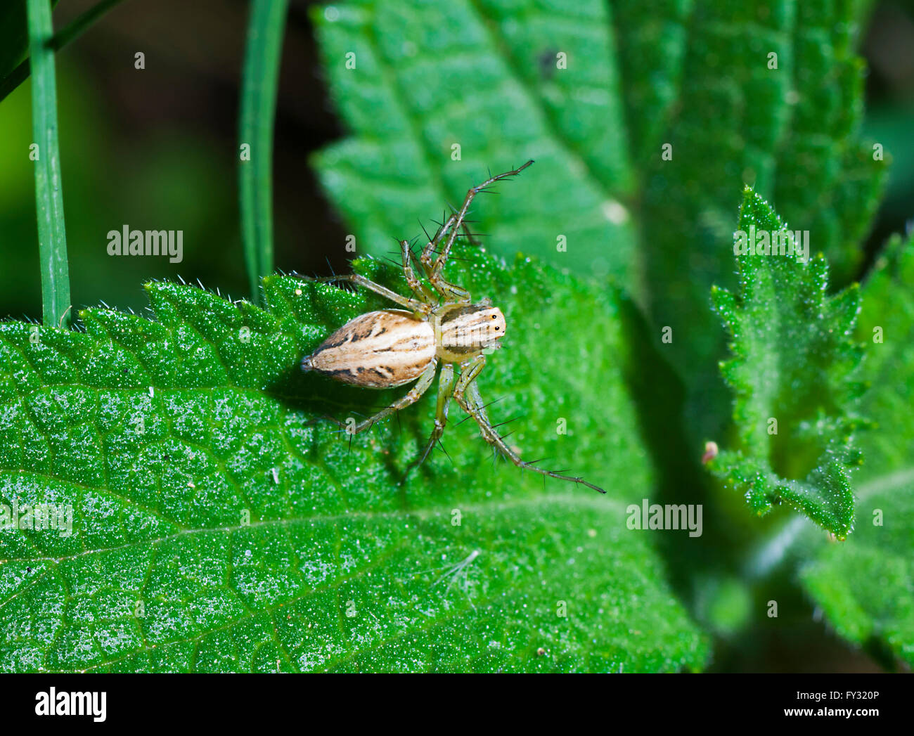 Lynx Spider (Oxyopes elegans, Oxyopedae), Wollondilly River, New South