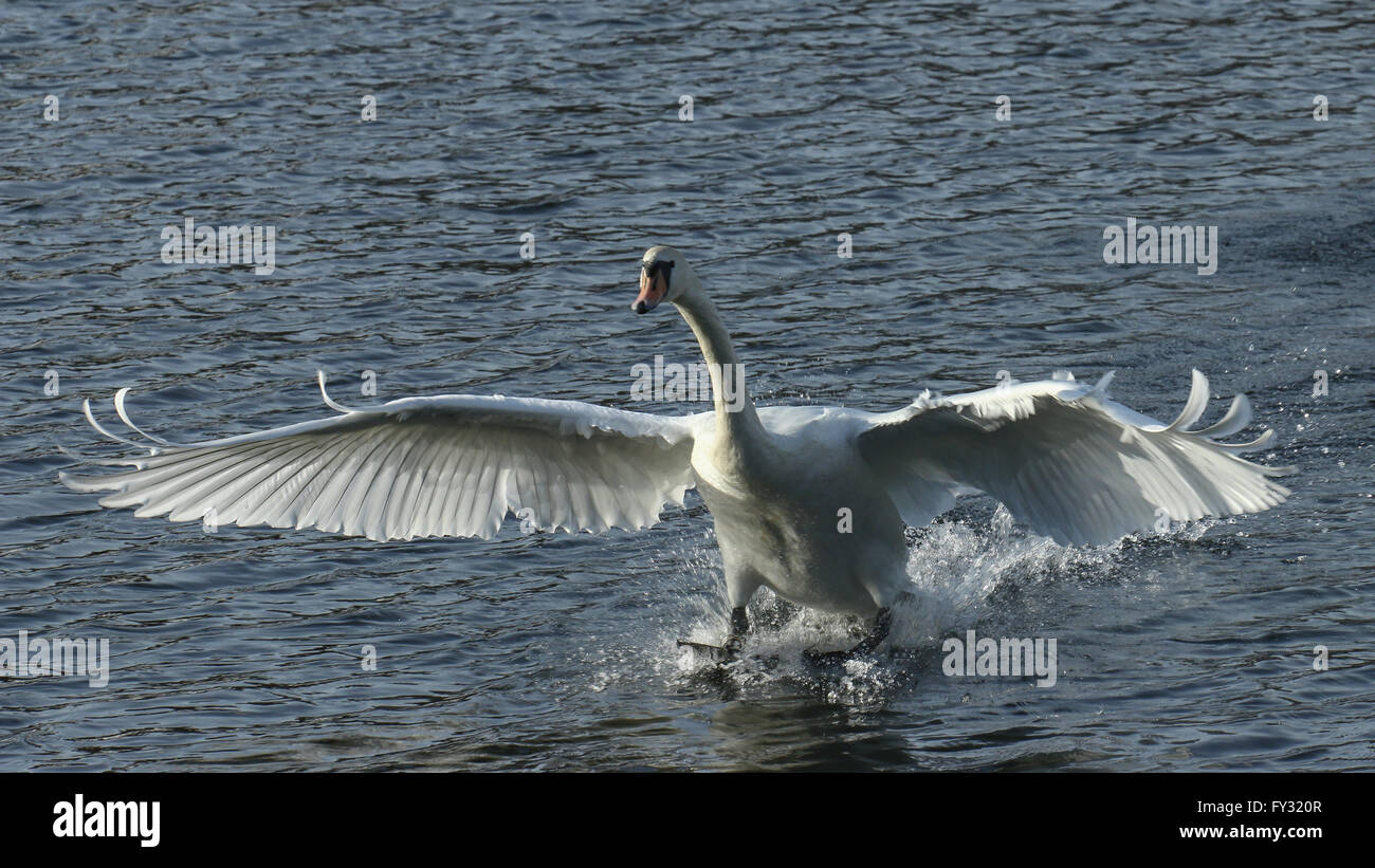 Mute Swan (Cygnus olor) landing, Kemnade, Witten, North Rhine-Westphalia, Germany Stock Photo