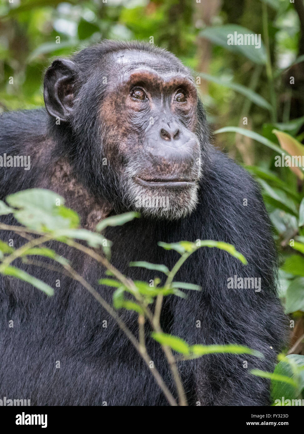 Eastern Chimpanzee (Pan troglodytes schweinfurthii), Kibale Forest, Uganda  Stock Photo - Alamy