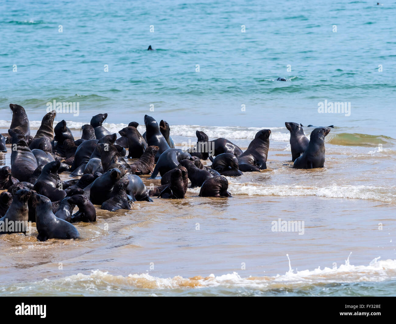 Brown fur seals (Arctocephalus pusillus), colony on sandbank, Walvis Bay City, Erongo Region, Namibia Stock Photo