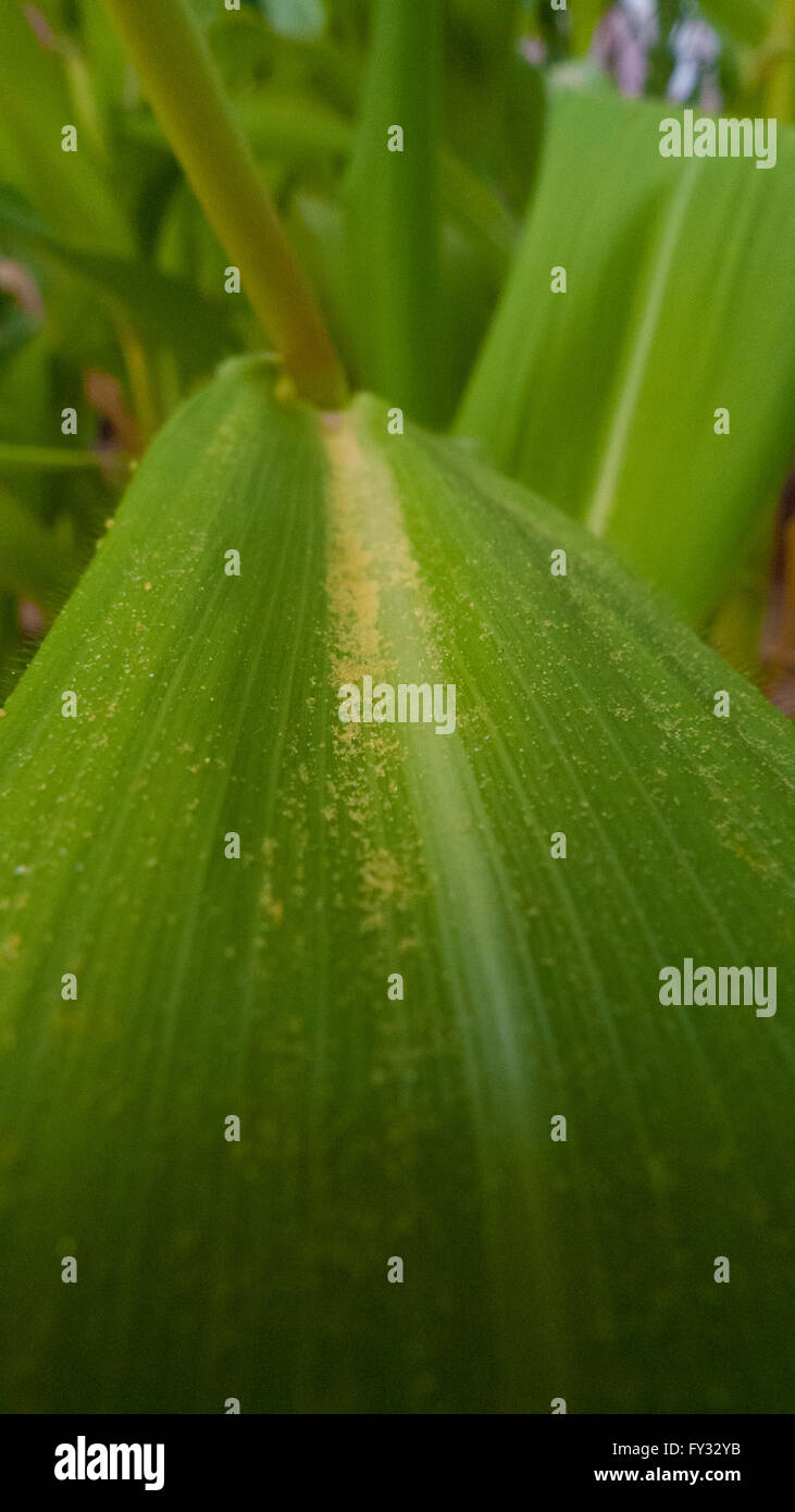 Closeup of maize pollen on a leaf Stock Photo