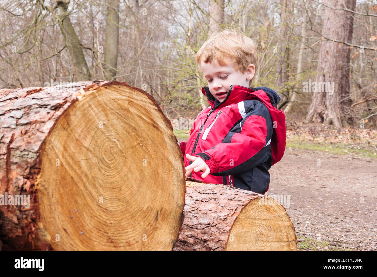 A young boy looking at felled tree logs at Black Park, Wexham, Buckinghamshire, UK Stock Photo