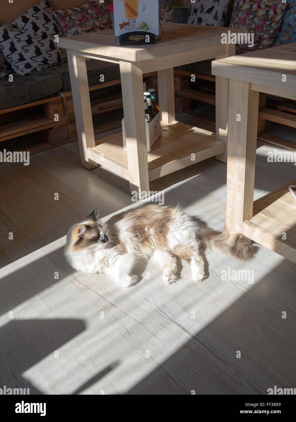 A cat lounges in the sunlight at the Cat Cafe, Vilnius, Lithuania Stock
