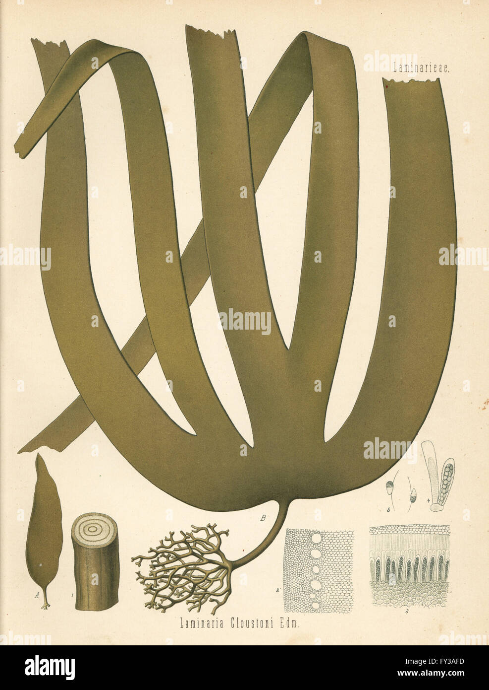 Tangle or cuvie kelp, Laminaria hyperborea (Laminaria cloustonii). Chromolithograph after a botanical illustration from Hermann Adolph Koehler's Medicinal Plants, edited by Gustav Pabst, Koehler, Germany, 1887. Stock Photo