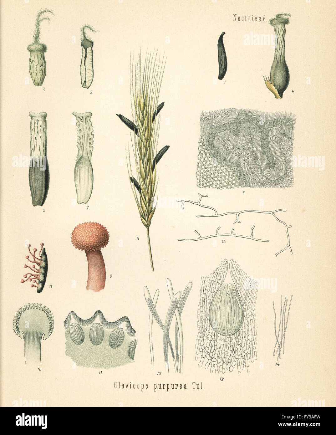 Rye ergot fungus, Claviceps purpurea. Chromolithograph after a
