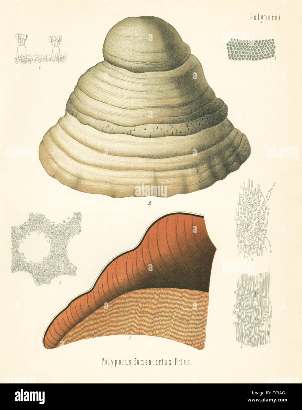 Tinder fungus or hoof fungus, Fomes fomentarius (Polyporus fomentarius). Chromolithograph after a botanical illustration from Hermann Adolph Koehler's Medicinal Plants, edited by Gustav Pabst, Koehler, Germany, 1887. Stock Photo
