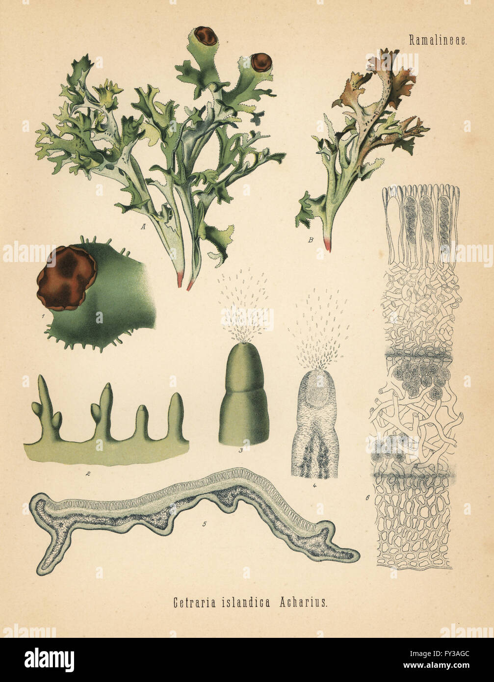 Iceland moss, Cetraria islandica. Chromolithograph after a botanical illustration from Hermann Adolph Koehler's Medicinal Plants, edited by Gustav Pabst, Koehler, Germany, 1887. Stock Photo