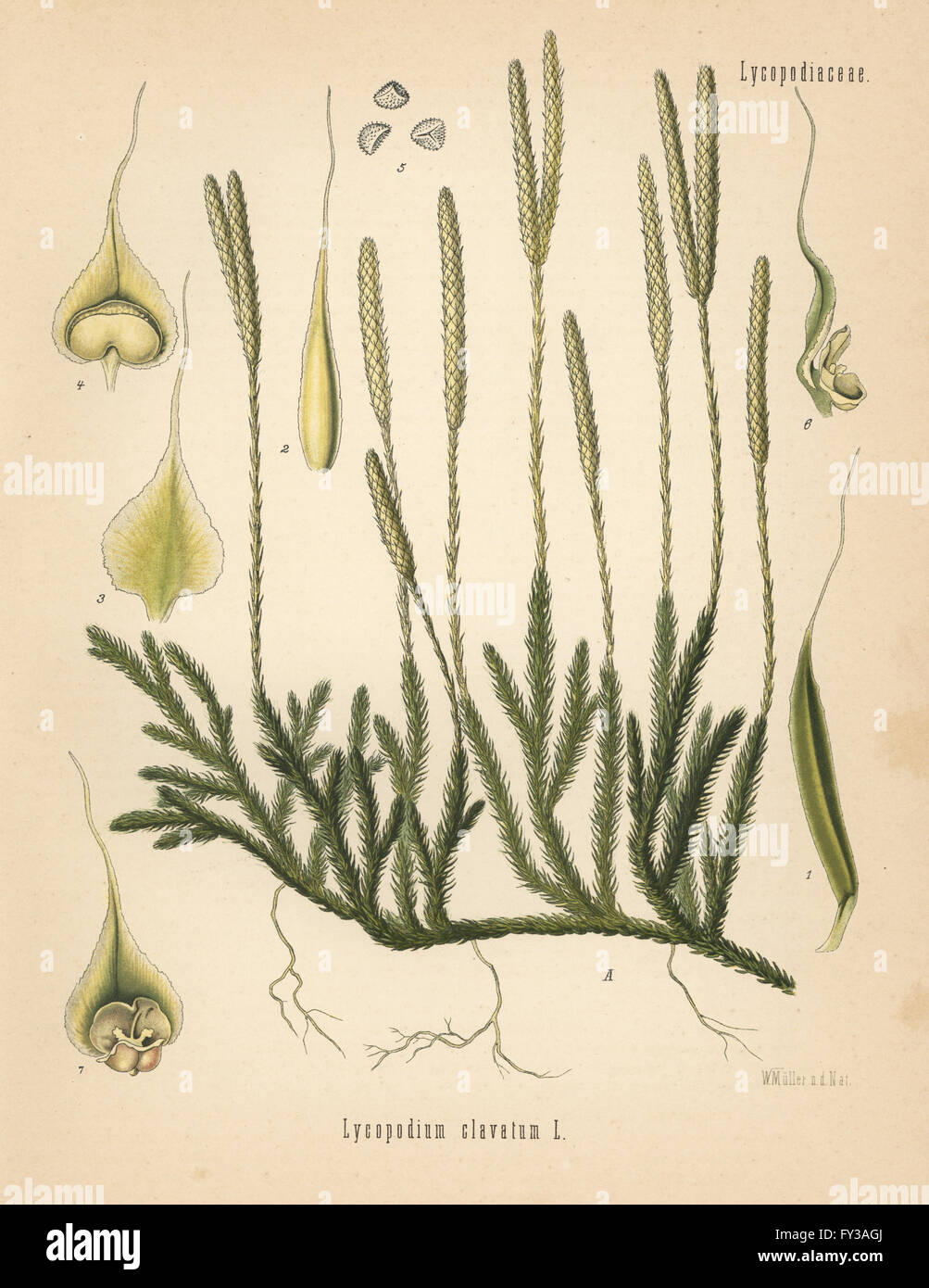 Ground pine, Lycopodium clavatum. Chromolithograph after a botanical illustration by Walther Muller from Hermann Adolph Koehler's Medicinal Plants, edited by Gustav Pabst, Koehler, Germany, 1887. Stock Photo