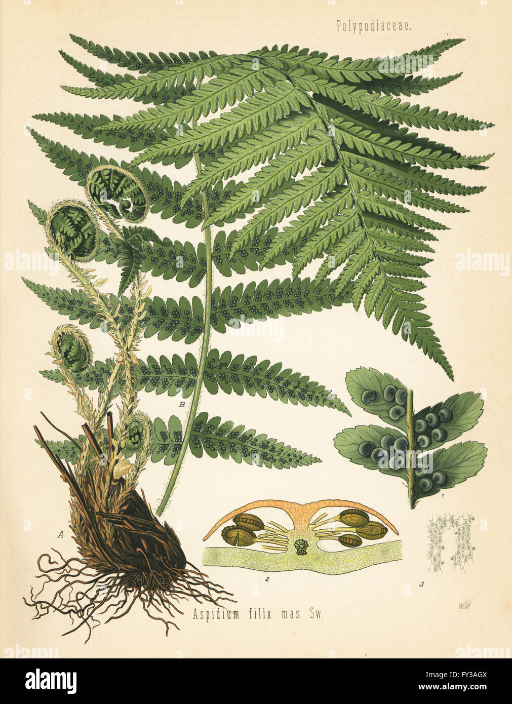 Male fern, Dryopteris filix-mas (Aspidium filix mas). Chromolithograph after a botanical illustration by Walther Muller from Hermann Adolph Koehler's Medicinal Plants, edited by Gustav Pabst, Koehler, Germany, 1887. Stock Photo