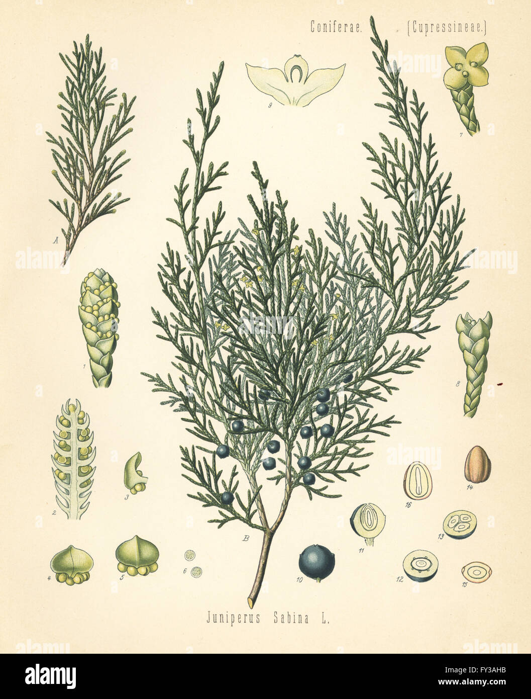 Savin juniper or savin, Juniperus sabina. Chromolithograph after a botanical illustration from Hermann Adolph Koehler's Medicinal Plants, edited by Gustav Pabst, Koehler, Germany, 1887. Stock Photo