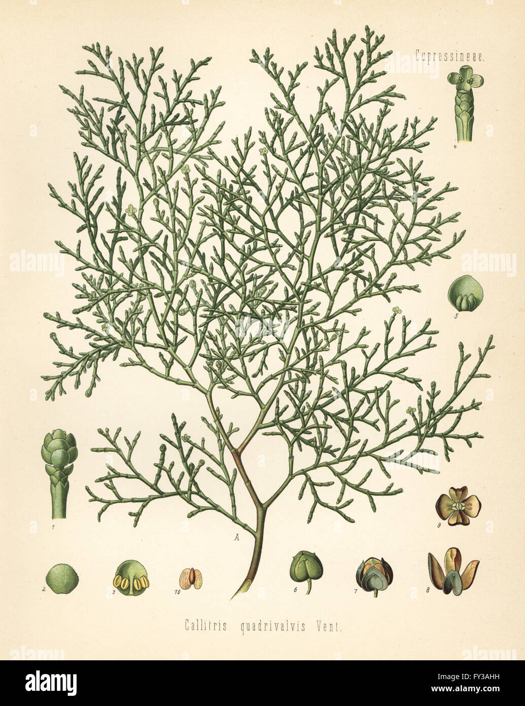 Sandarac tree, Tetraclinis articulata (Callitris quadrivalvis). Chromolithograph after a botanical illustration by Walther Muller from Hermann Adolph Koehler's Medicinal Plants, edited by Gustav Pabst, Koehler, Germany, 1887. Stock Photo