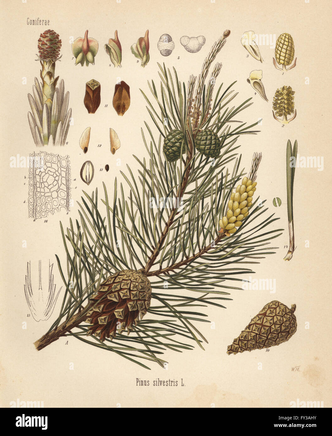 Scotch pine or Scots pine, Pinus sylvestris. Chromolithograph after a botanical illustration by Walther Muller from Hermann Adolph Koehler's Medicinal Plants, edited by Gustav Pabst, Koehler, Germany, 1887. Stock Photo