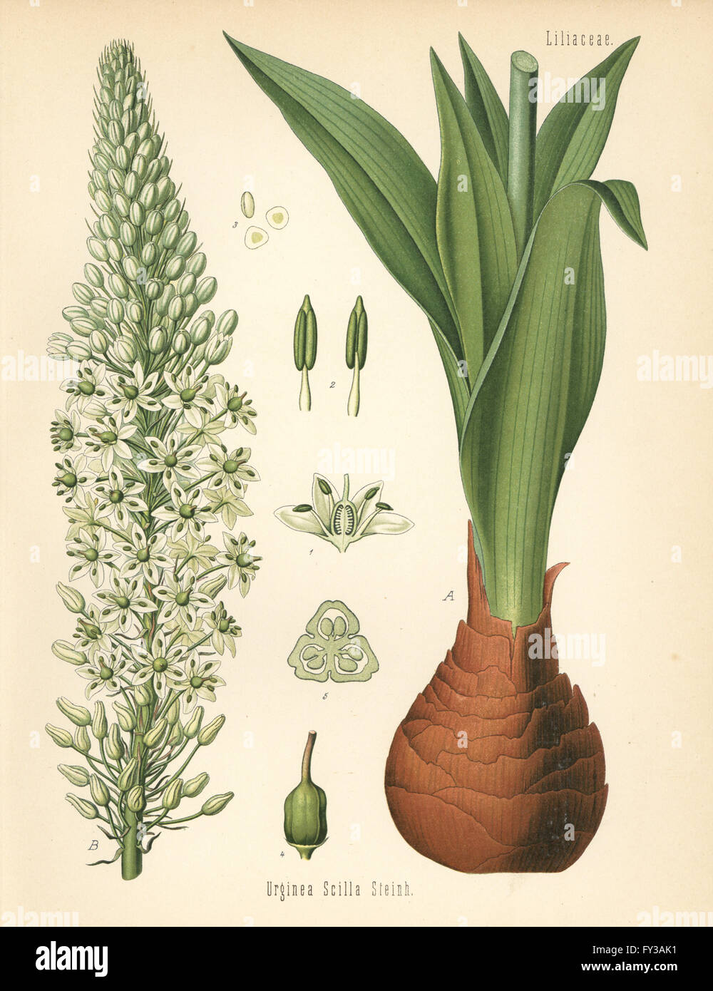 Sea squill or maritime squill, Drimia maritima (Urginea scilla). Chromolithograph after a botanical illustration from Hermann Adolph Koehler's Medicinal Plants, edited by Gustav Pabst, Koehler, Germany, 1887. Stock Photo