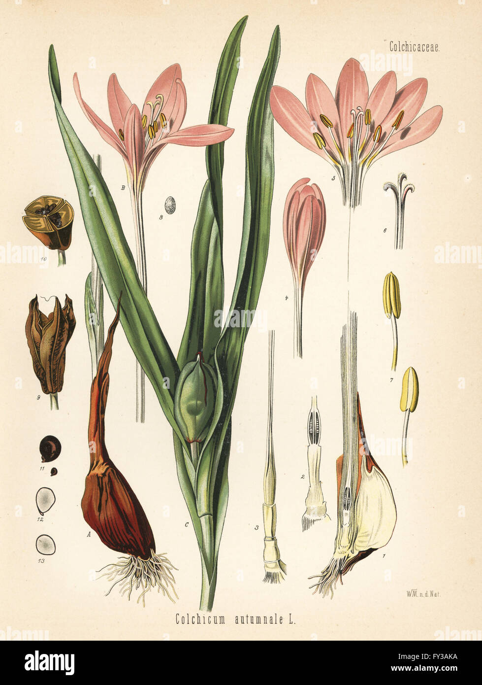 Meadow saffron or wild saffron, Colchicum autumnale. Chromolithograph after a botanical illustration by Walther Muller from Hermann Adolph Koehler's Medicinal Plants, edited by Gustav Pabst, Koehler, Germany, 1887. Stock Photo