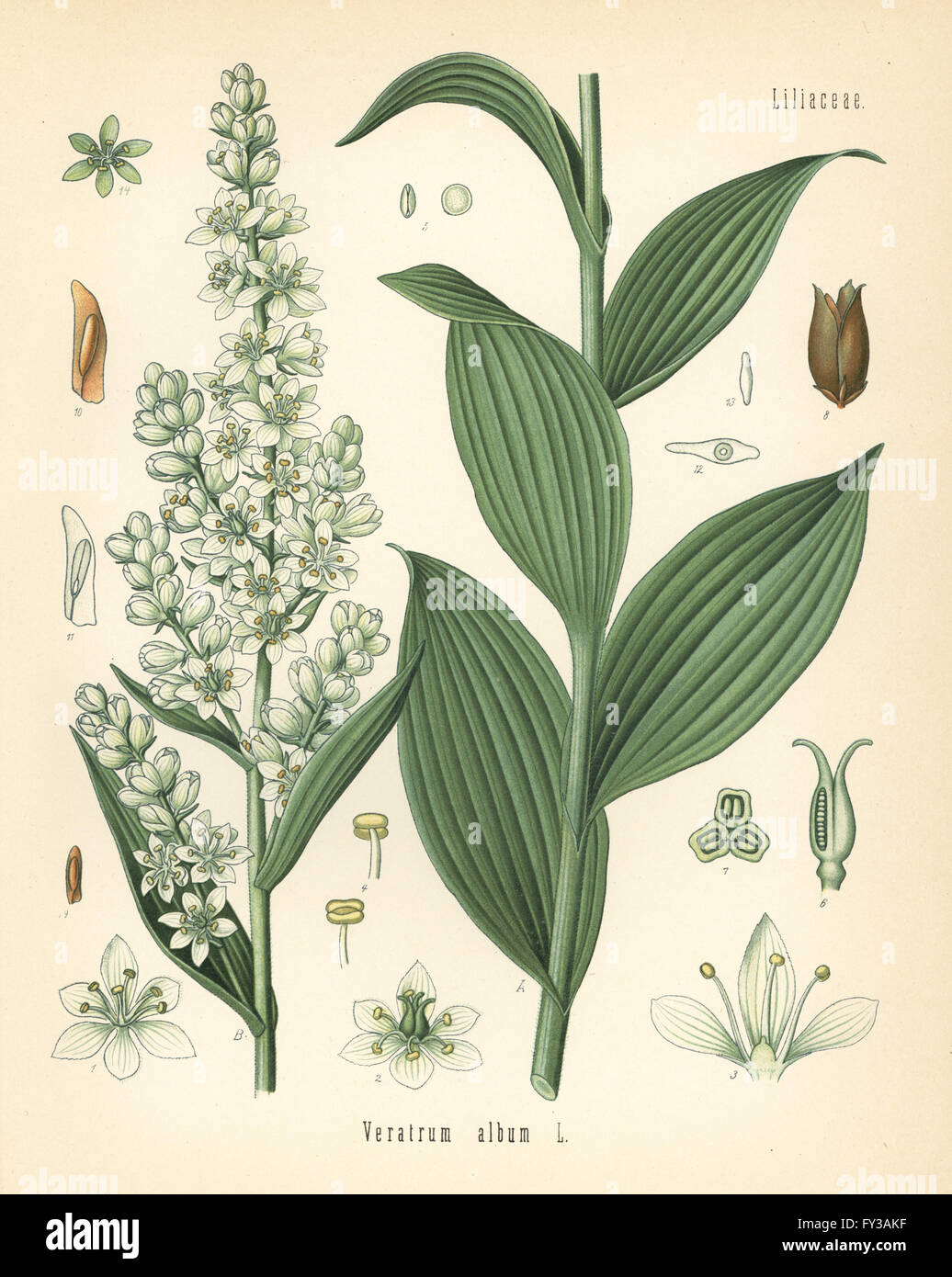 White hellebore, Veratrum album. Chromolithograph after a botanical illustration from Hermann Adolph Koehler's Medicinal Plants, edited by Gustav Pabst, Koehler, Germany, 1887. Stock Photo