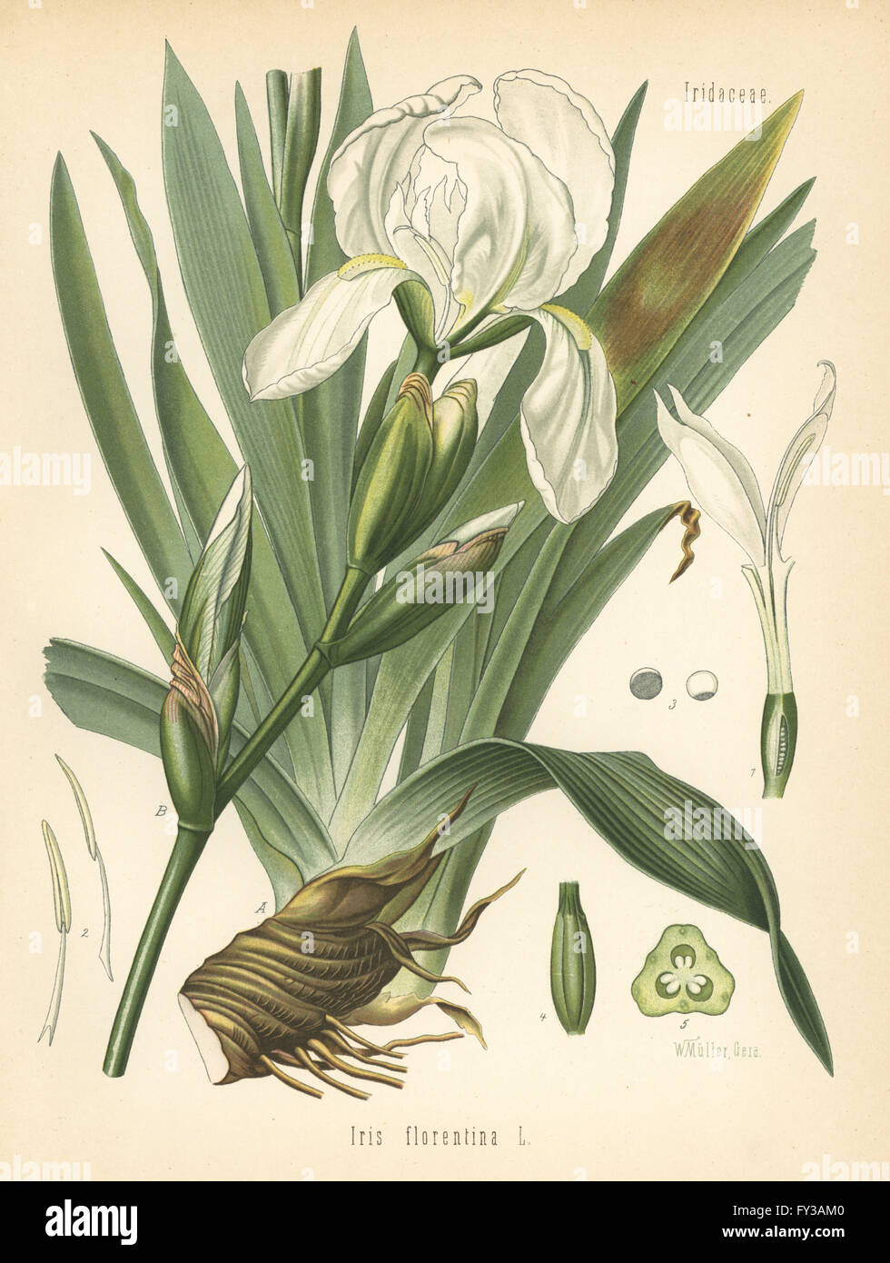 White flag, Iris germanica (Iris florentina). Chromolithograph after a botanical illustration by Walther Muller from Hermann Adolph Koehler's Medicinal Plants, edited by Gustav Pabst, Koehler, Germany, 1887. Stock Photo