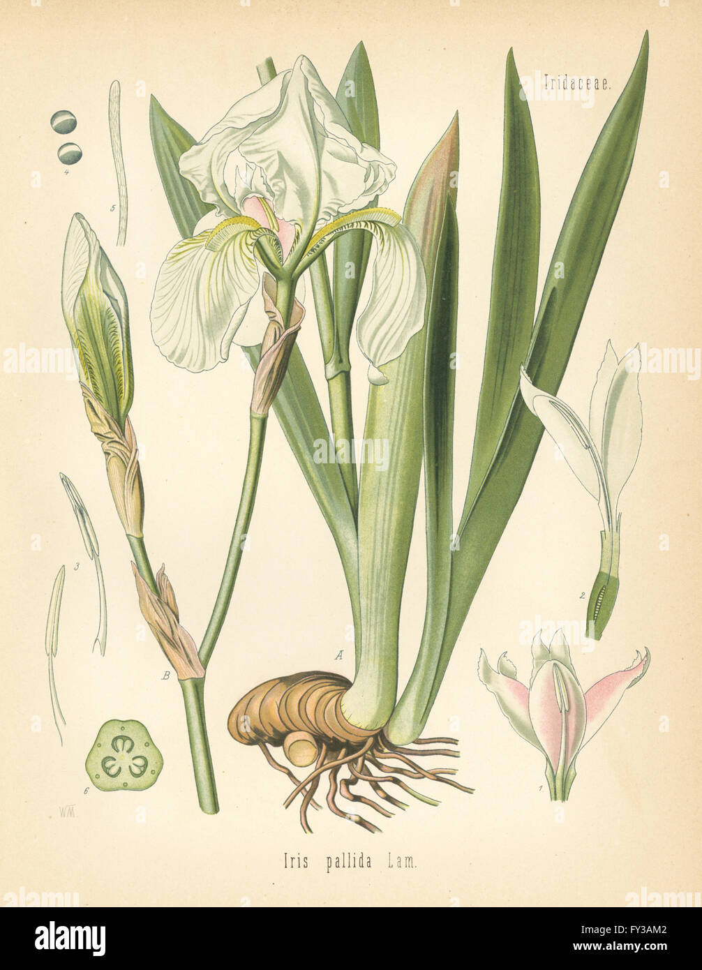 Dalmatian iris or sweet iris, Iris pallida. Chromolithograph after a botanical illustration by Walther Muller from Hermann Adolph Koehler's Medicinal Plants, edited by Gustav Pabst, Koehler, Germany, 1887. Stock Photo