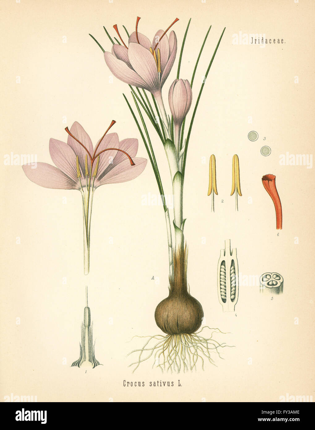 Saffron crocus, Crocus sativus. Chromolithograph after a botanical illustration from Hermann Adolph Koehler's Medicinal Plants, edited by Gustav Pabst, Koehler, Germany, 1887. Stock Photo