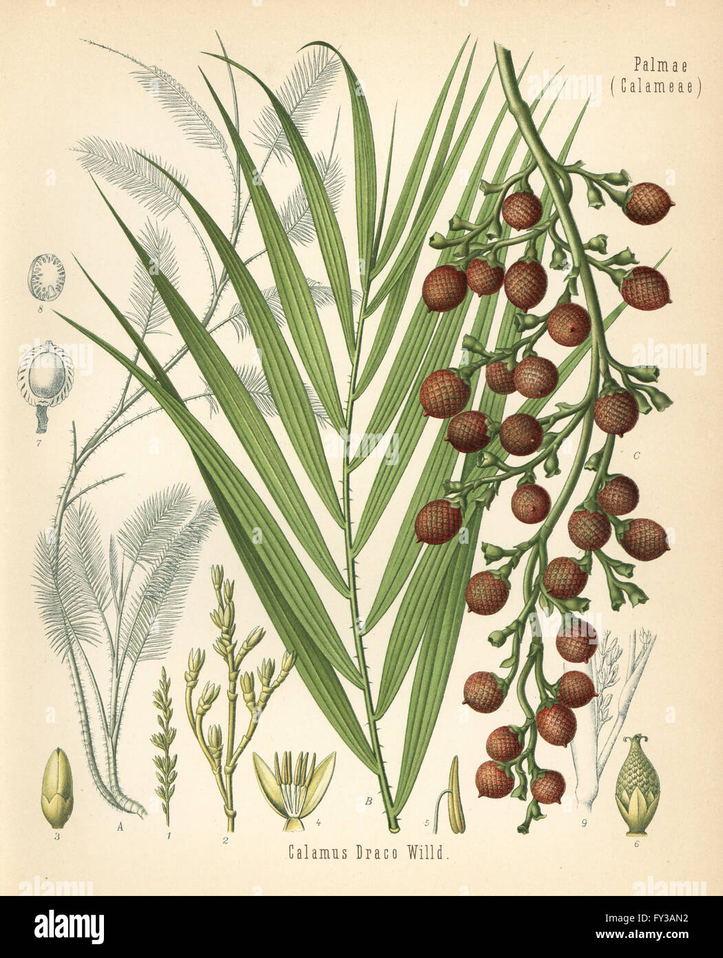 Dragon's blood, rattan or rotang, Daemonorops draco (Calamus draco). Chromolithograph after a botanical illustration from Hermann Adolph Koehler's Medicinal Plants, edited by Gustav Pabst, Koehler, Germany, 1887. Stock Photo