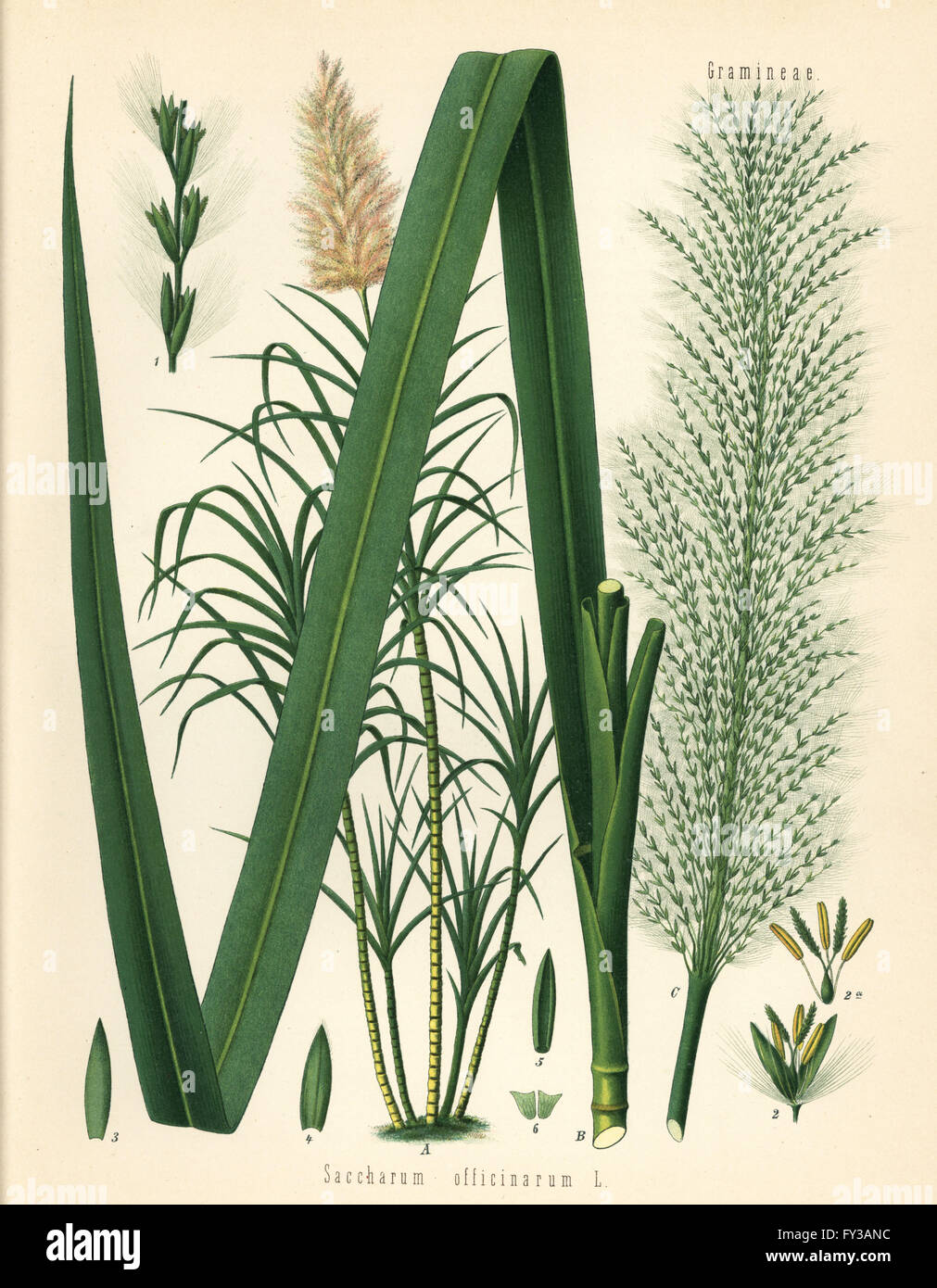 Sugar cane, Saccharum officinarum. Chromolithograph after a botanical illustration from Hermann Adolph Koehler's Medicinal Plants, edited by Gustav Pabst, Koehler, Germany, 1887. Stock Photo