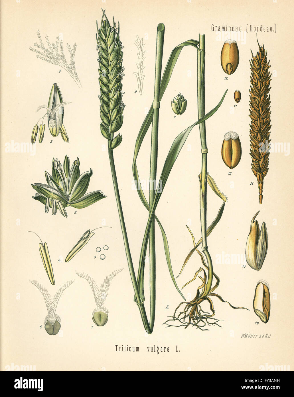 Wheat or bread wheat, Triticum vulgare. Chromolithograph after a botanical illustration by Walther Muller from Hermann Adolph Koehler's Medicinal Plants, edited by Gustav Pabst, Koehler, Germany, 1887. Stock Photo