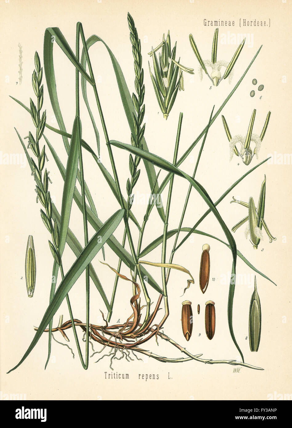 Couch grass, Elymus repens (Triticum repens). Chromolithograph after a botanical illustration by Walther Muller from Hermann Adolph Koehler's Medicinal Plants, edited by Gustav Pabst, Koehler, Germany, 1887. Stock Photo