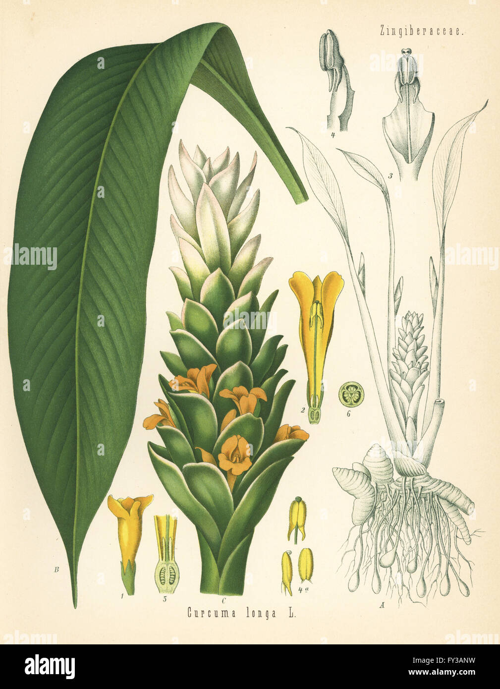 Turmeric, Curcuma longa. Chromolithograph after a botanical illustration from Hermann Adolph Koehler's Medicinal Plants, edited by Gustav Pabst, Koehler, Germany, 1887. Stock Photo