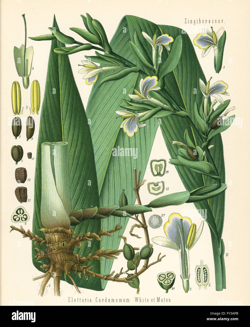 Green cardamon or true cardamon, Elettaria cardamomum. Chromolithograph after a botanical illustration from Hermann Adolph Koehler's Medicinal Plants, edited by Gustav Pabst, Koehler, Germany, 1887. Stock Photo