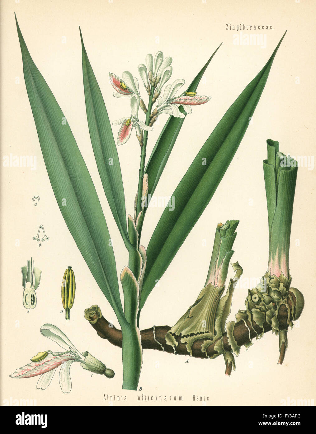 Lesser galangal, Alpinia officinarum. Chromolithograph after a botanical illustration from Hermann Adolph Koehler's Medicinal Plants, edited by Gustav Pabst, Koehler, Germany, 1887. Stock Photo