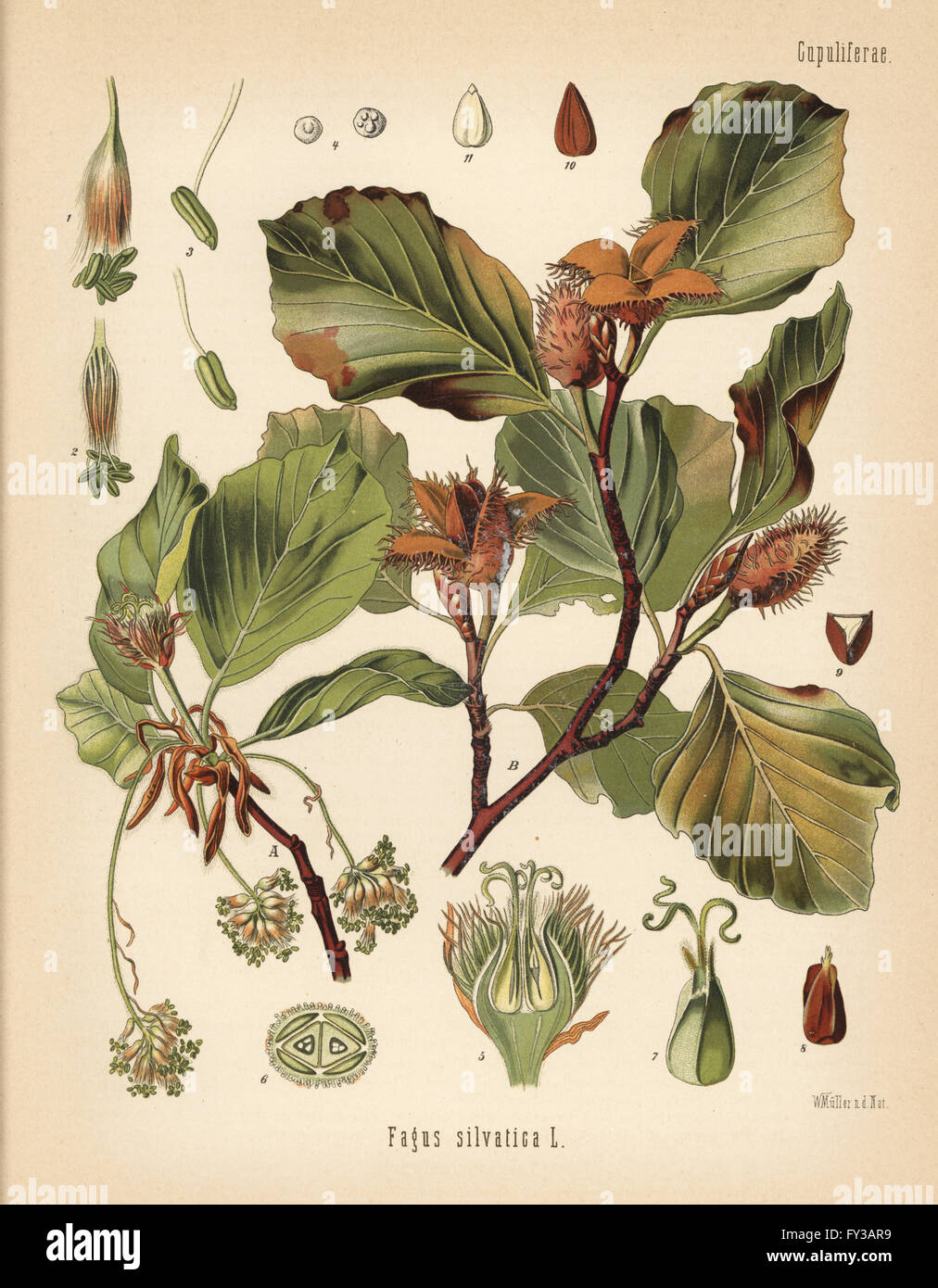 European beech tree, Fagus sylvatica (Fagus silvatica). Chromolithograph after a botanical illustration by Walther Muller from Hermann Adolph Koehler's Medicinal Plants, edited by Gustav Pabst, Koehler, Germany, 1887. Stock Photo