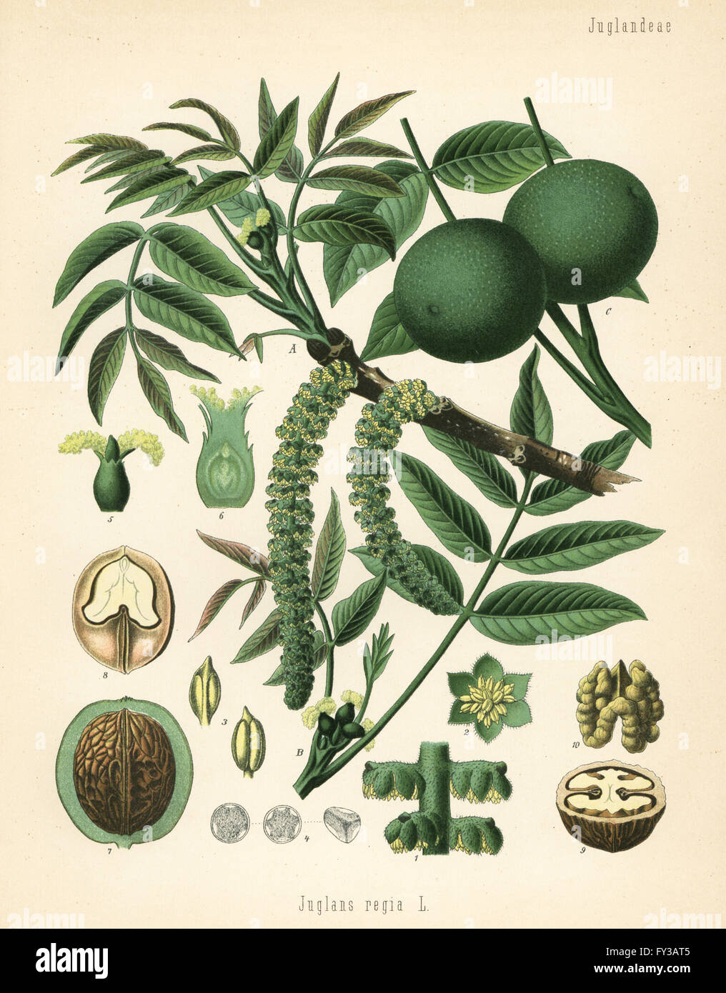 Walnut, Juglans regia. Chromolithograph after a botanical illustration from Hermann Adolph Koehler's Medicinal Plants, edited by Gustav Pabst, Koehler, Germany, 1887. Stock Photo