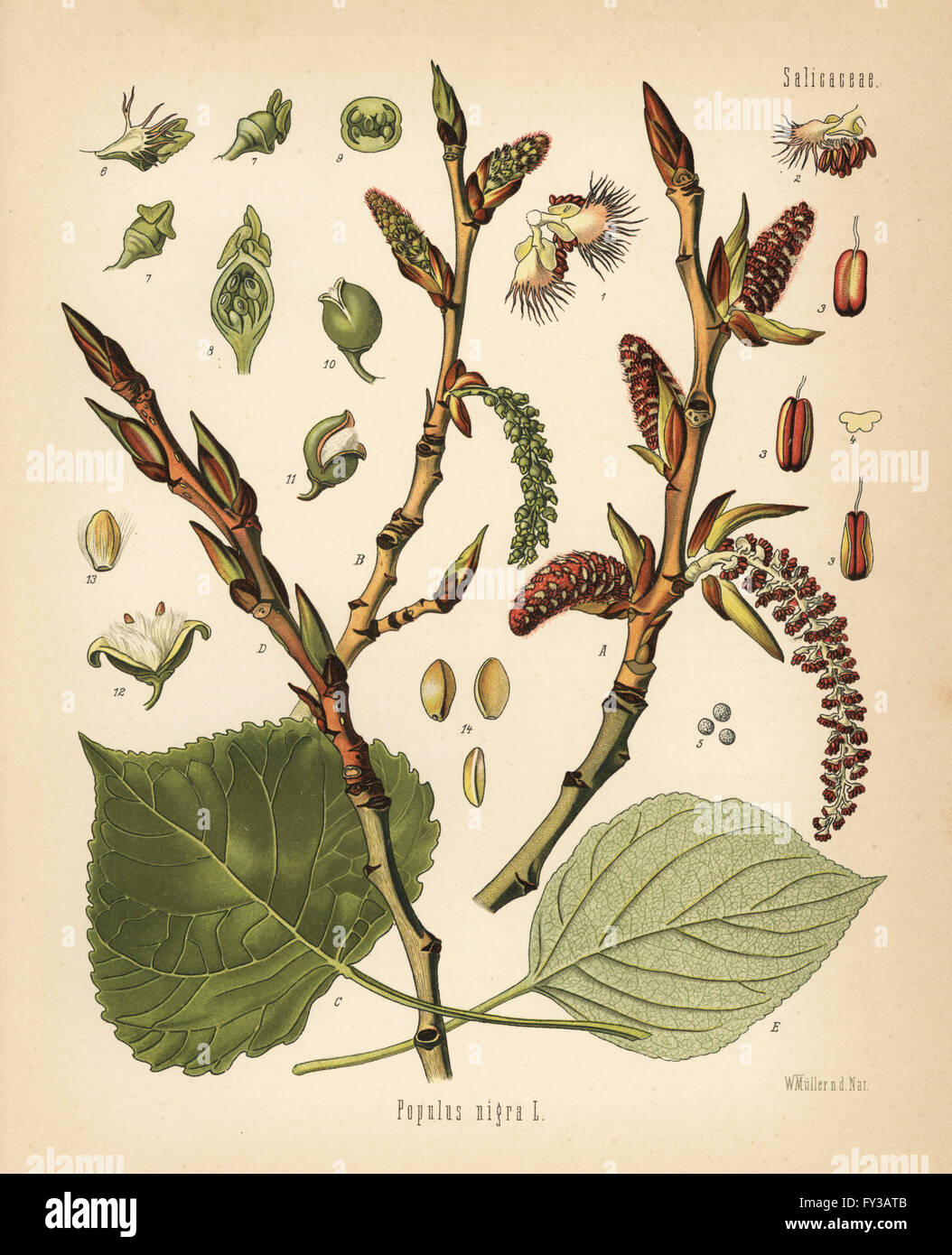 Black poplar tree, Populus nigra. Chromolithograph after a botanical illustration by Walther Muller from Hermann Adolph Koehler's Medicinal Plants, edited by Gustav Pabst, Koehler, Germany, 1887. Stock Photo