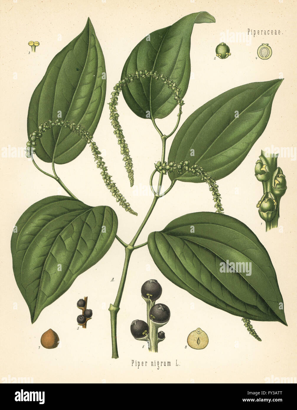 Black pepper, Piper nigrum. Chromolithograph after a botanical illustration from Hermann Adolph Koehler's Medicinal Plants, edited by Gustav Pabst, Koehler, Germany, 1887. Stock Photo