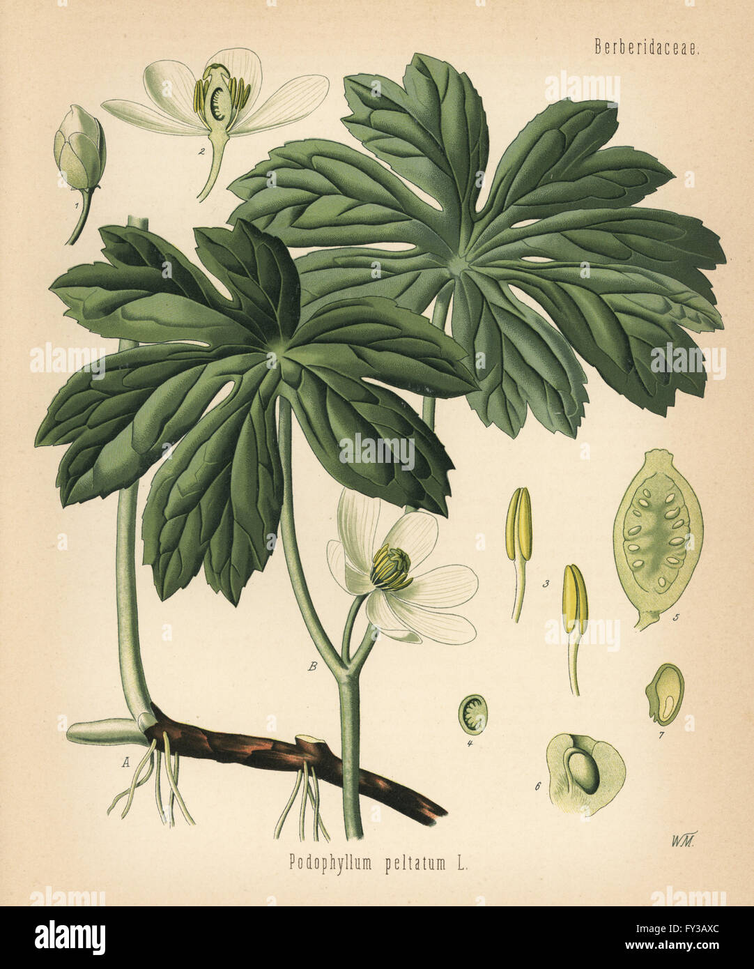 Mayapple or American mandrake, Podophyllum peltatum. Chromolithograph after a botanical illustration by Walther Muller from Hermann Adolph Koehler's Medicinal Plants, edited by Gustav Pabst, Koehler, Germany, 1887. Stock Photo