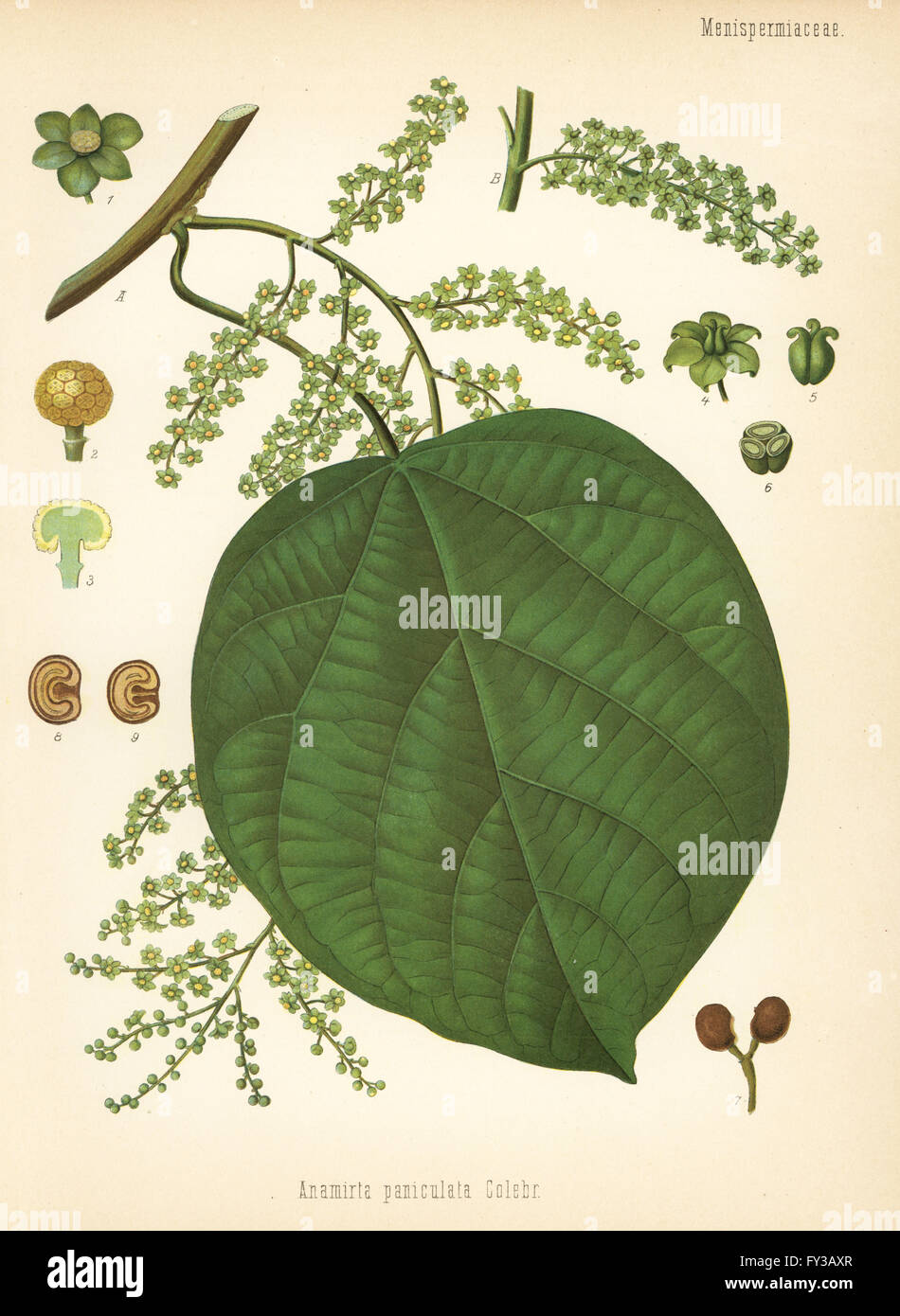 Indian berry tree, Anamirta cocculus (Anamirta paniculata) with Cocculus indicus fruit. Chromolithograph after a botanical illustration from Hermann Adolph Koehler's Medicinal Plants, edited by Gustav Pabst, Koehler, Germany, 1887. Stock Photo