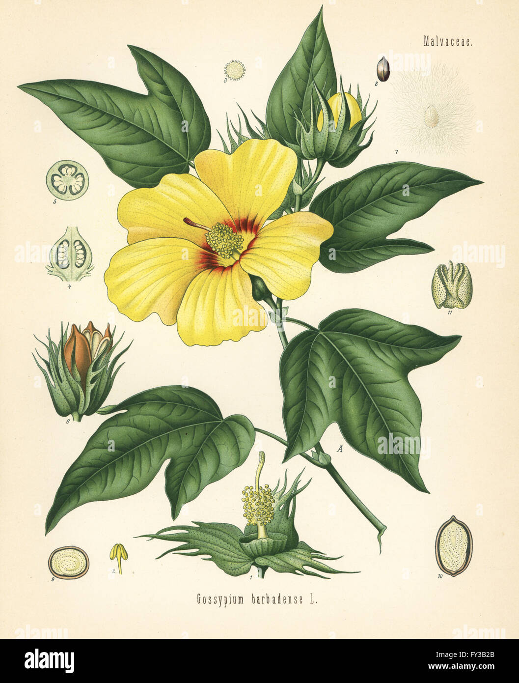 Sea island cotton plant, Gossypium barbadense. Chromolithograph after a botanical illustration from Hermann Adolph Koehler's Medicinal Plants, edited by Gustav Pabst, Koehler, Germany, 1887. Stock Photo