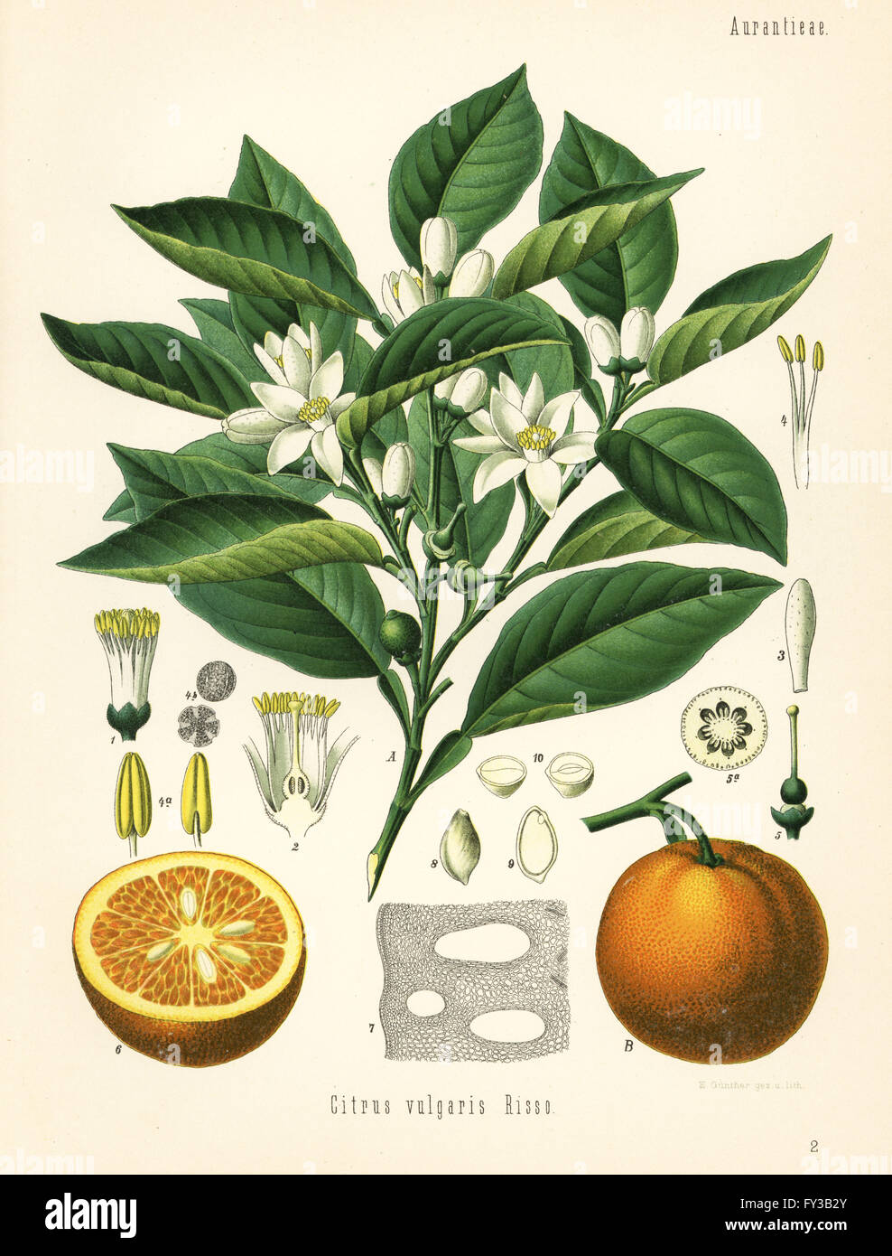 Orange tree and fruit, Citrus aurantium (Citrus vulgaris). Chromolithograph by E. Gunther after a botanical illustration from Hermann Adolph Koehler's Medicinal Plants, edited by Gustav Pabst, Koehler, Germany, 1887. Stock Photo