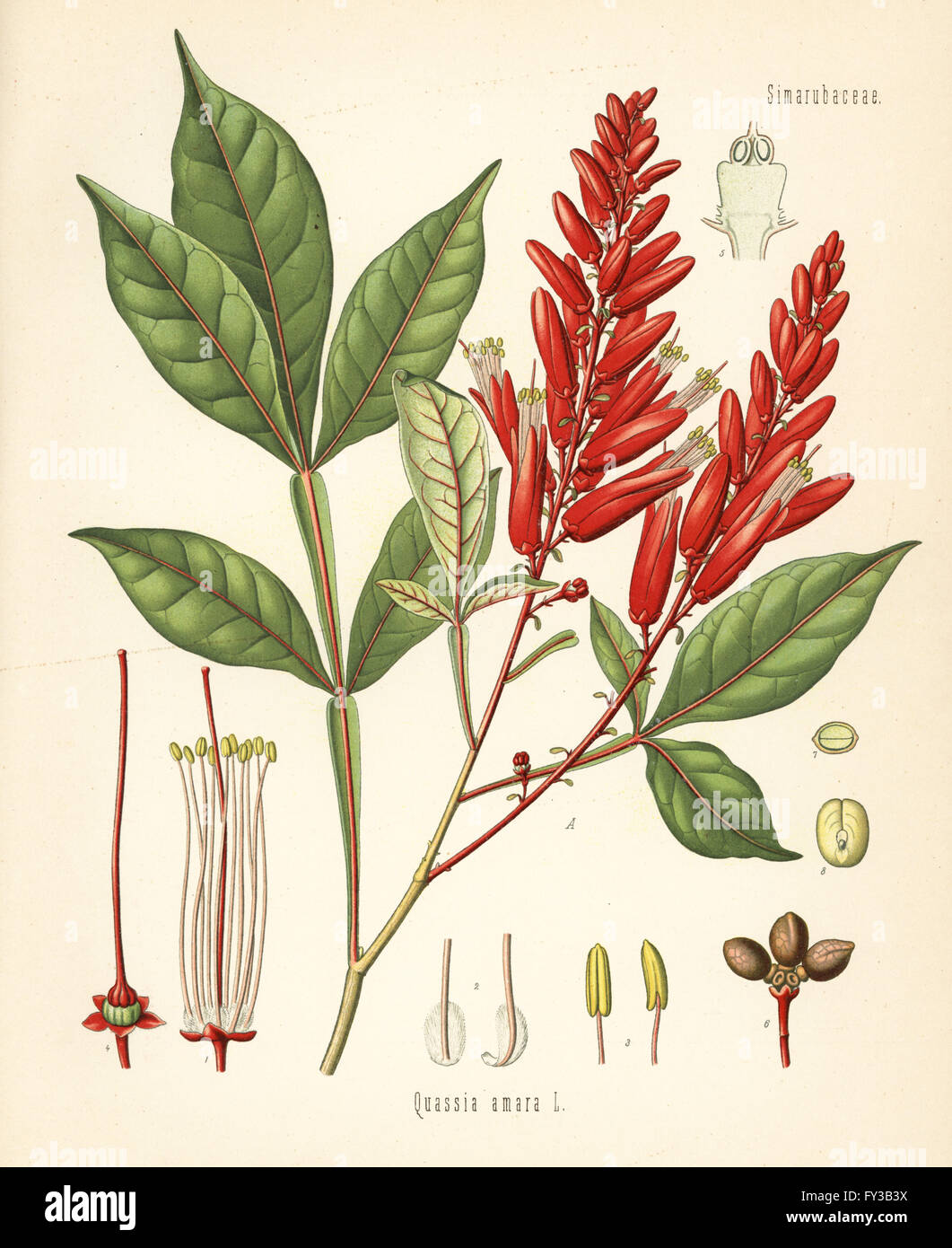 Amargo, bitter-ash or bitter-wood, Quassia amara. Chromolithograph after a botanical illustration from Hermann Adolph Koehler's Medicinal Plants, edited by Gustav Pabst, Koehler, Germany, 1887. Stock Photo