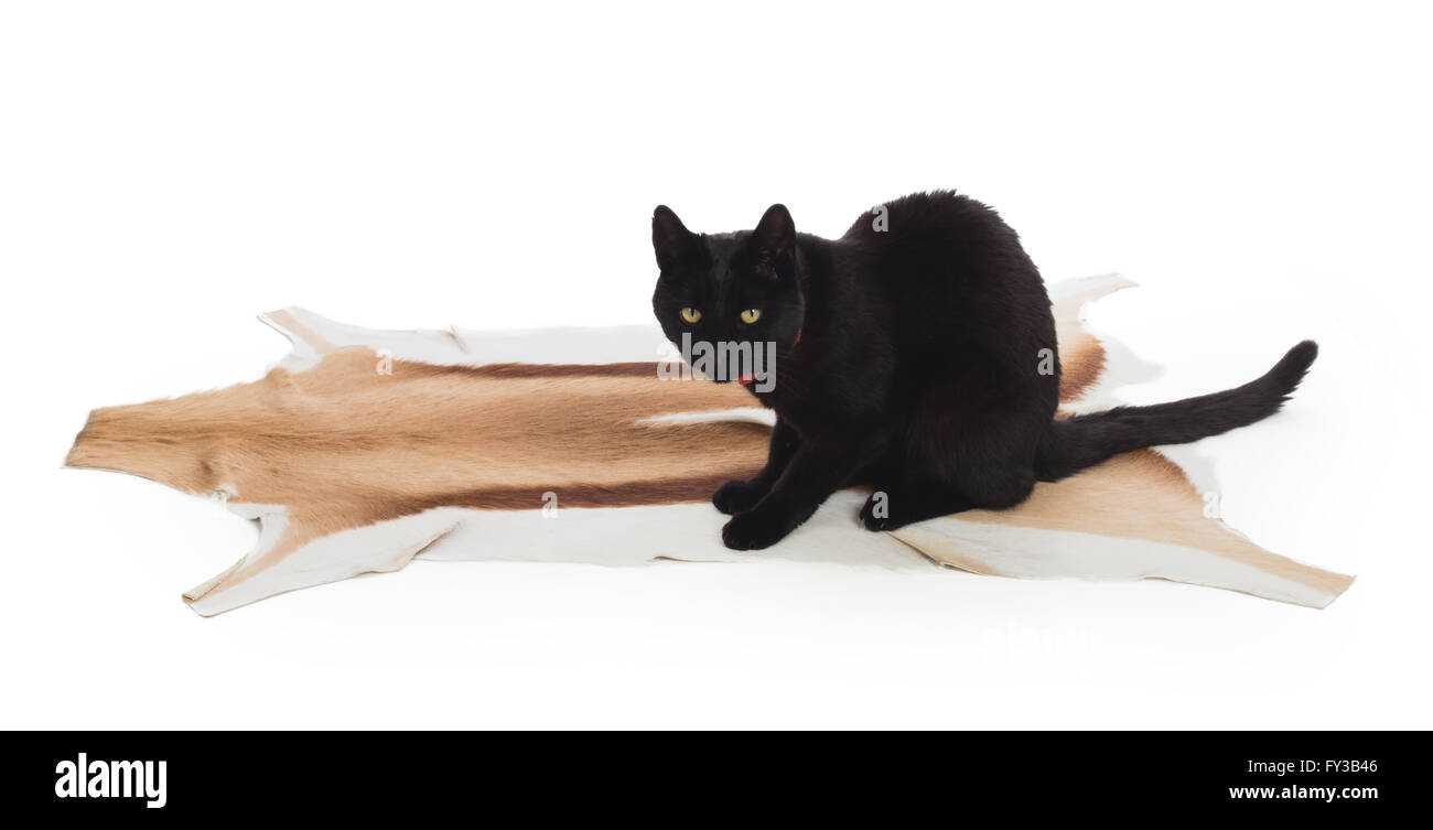 Black Cat sitting on springbok animal fur, isolated on white Stock Photo
