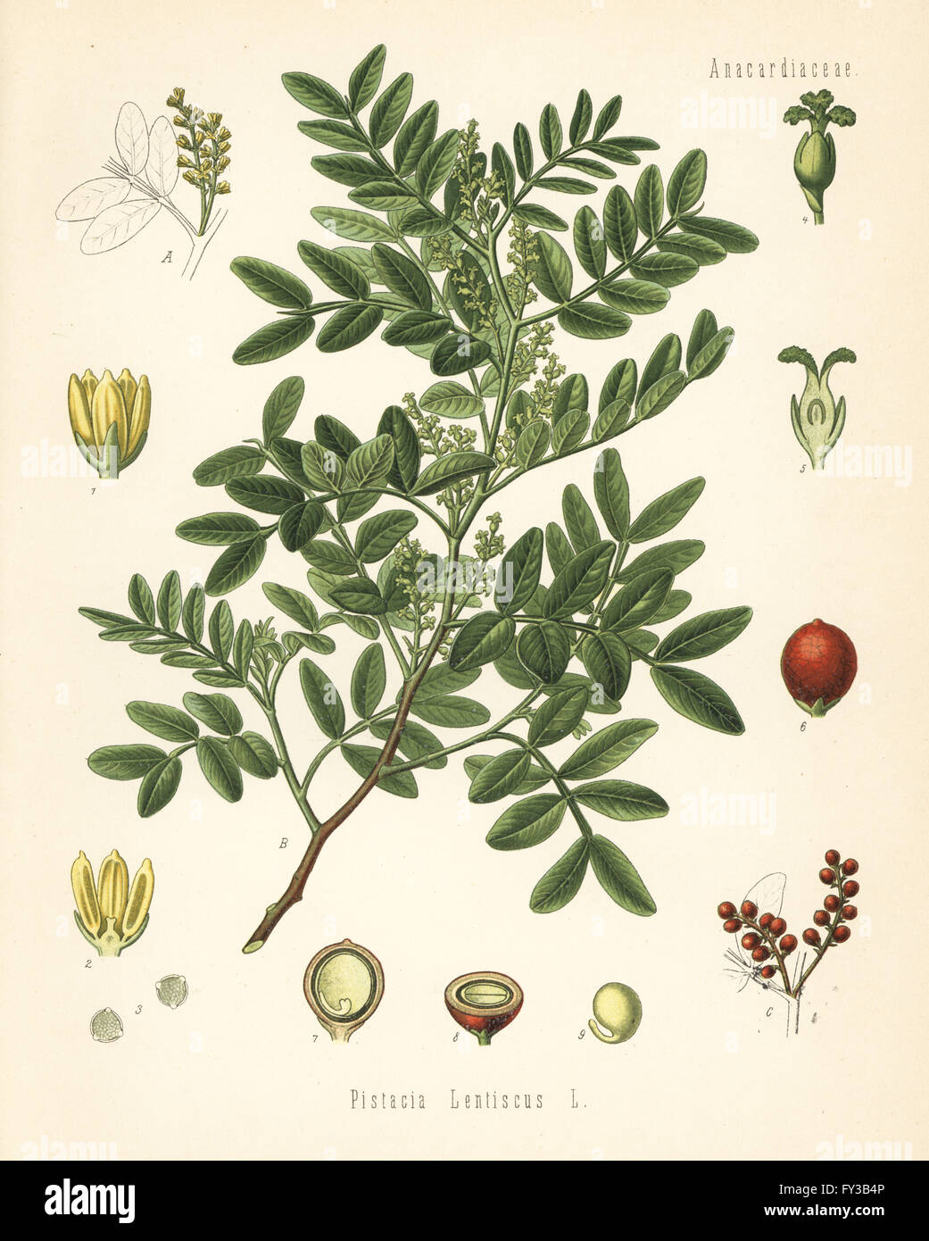 Mastic, Pistacia lentiscus. Chromolithograph after a botanical illustration from Hermann Adolph Koehler's Medicinal Plants, edited by Gustav Pabst, Koehler, Germany, 1887. Stock Photo