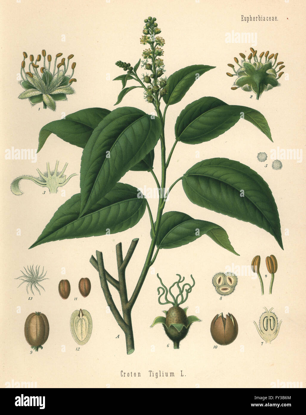 Purging croton, Croton tiglium. Chromolithograph after a botanical illustration from Hermann Adolph Koehler's Medicinal Plants, edited by Gustav Pabst, Koehler, Germany, 1887. Stock Photo